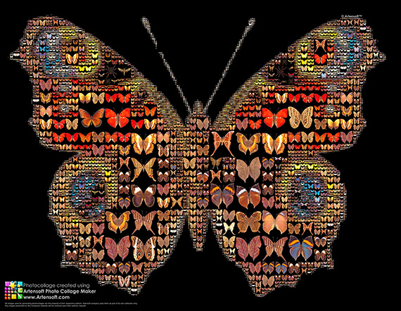 ArtensoftPhotoCollageMaker_6_butterfly_570.jpg