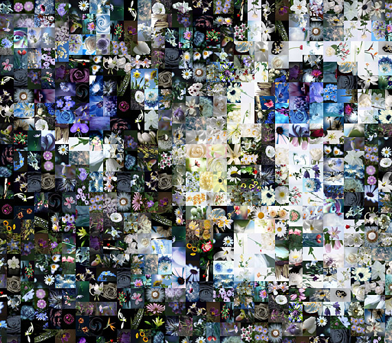 The Flower Cat Photo mosaic
