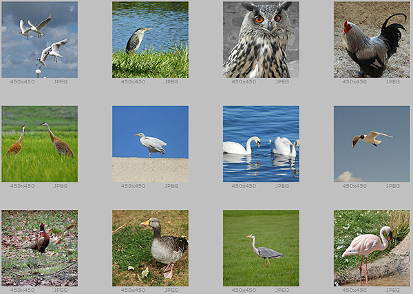 Sample images in the archive