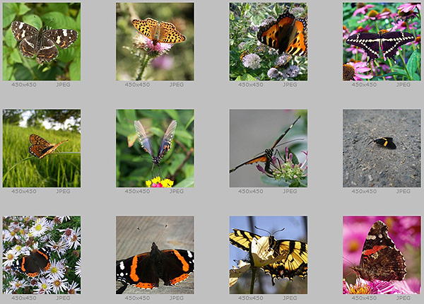 Sample images in the archive
