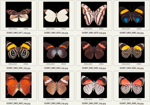 Sample images in the archive