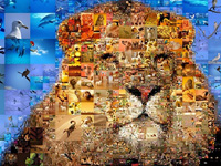 Photo collage "King of Animals"