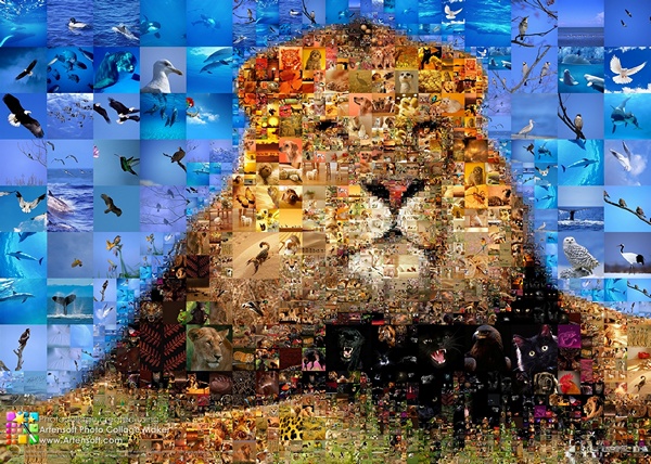 Photo collage "King of Animals". 