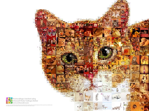 Large photo collection of cats in the collage "My dear red friend"